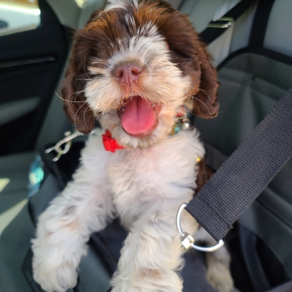 Meet your Posher, Mags - Picture 3 of 5